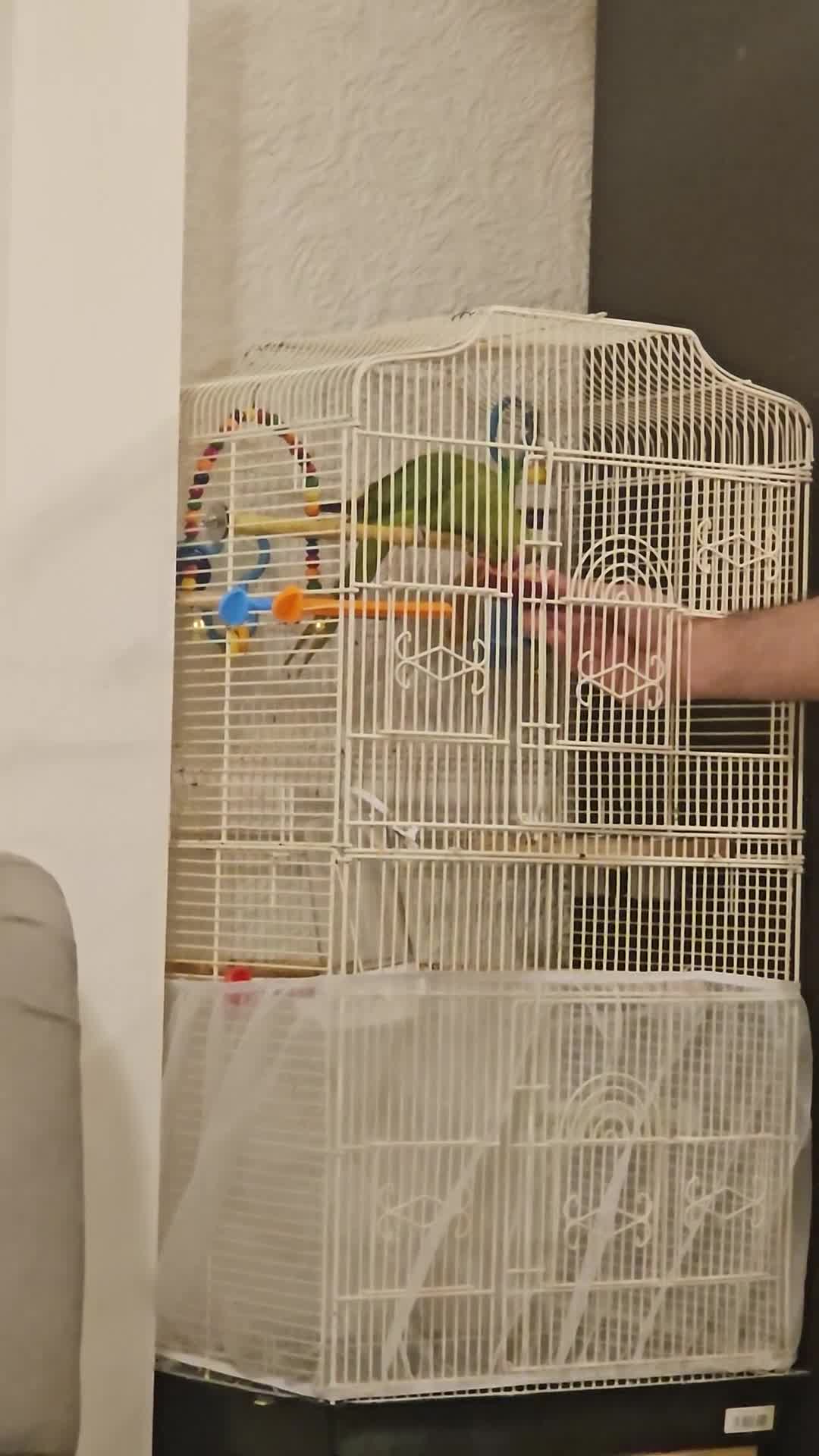 Ringnecks birds for sale: Sell parrot  Ringneck  - Video 2