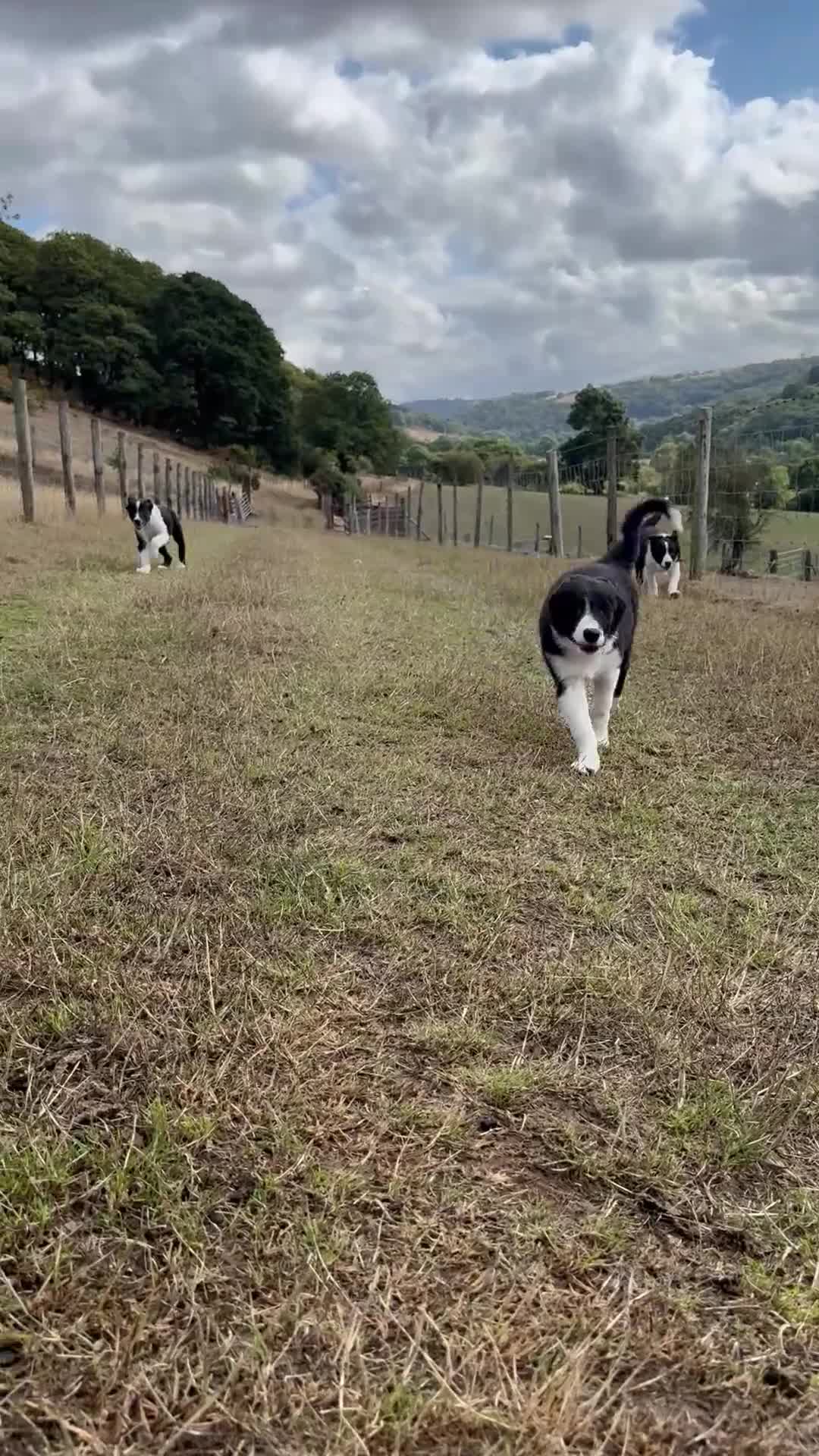 Border Collie dogs for sale: Border Collie Puppies  - Video 1