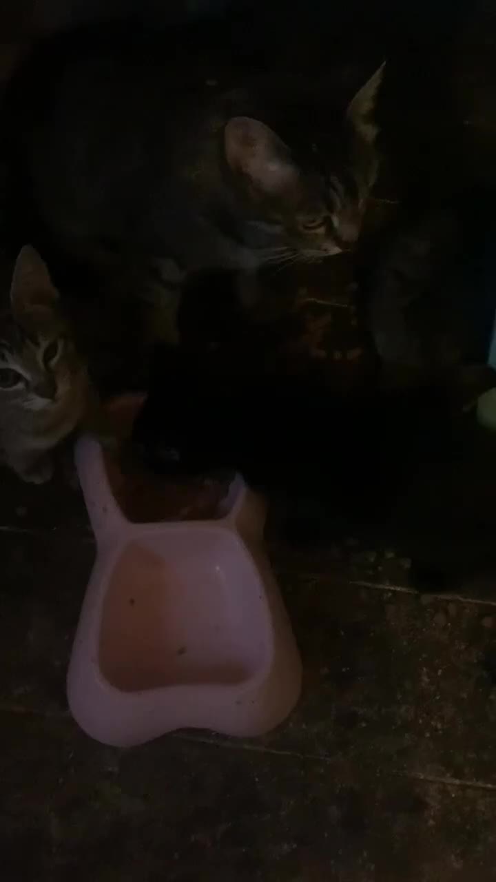 Mixed Breed cats for sale: 4 Adorable Kittens Looking for Their Forever Homes - Video 2
