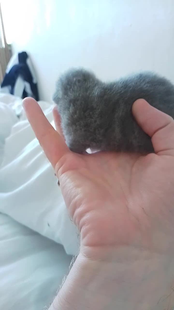 British Shorthair cats for sale: Purebred British shorthairs - Video 4