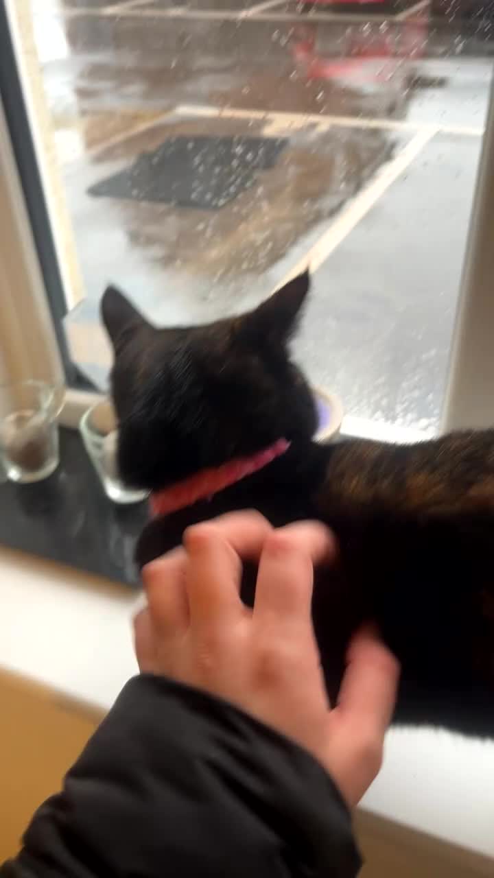 Mixed Breed cats for sale: Nova - 1yr old looking for her forever home - Video 1