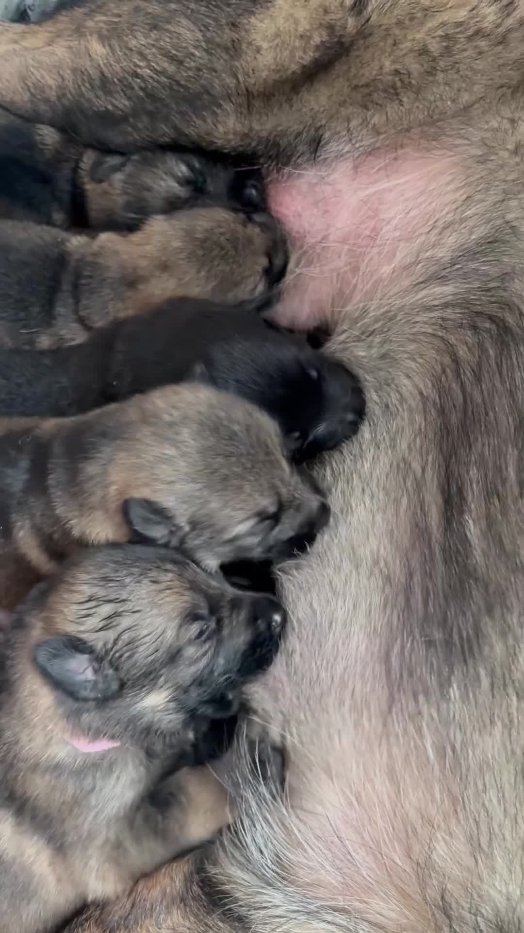 German Shepherd dogs for sale: Beautiful German shepherd puppies  - Video 1