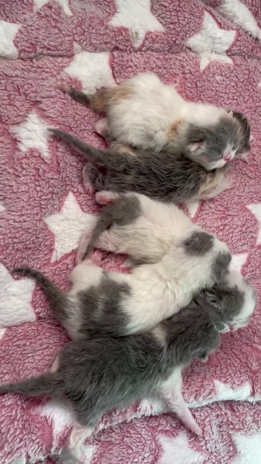 Exotic cats for sale: 🔥GCCF EXOTIC KITTENS READY DECEMBER  **  - Video 1