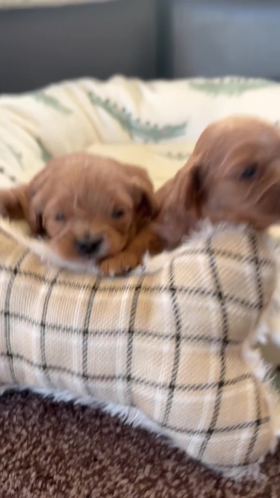 Cavapoo dogs for sale: F1 Toy Cavapoo Puppy’s! - Video 2