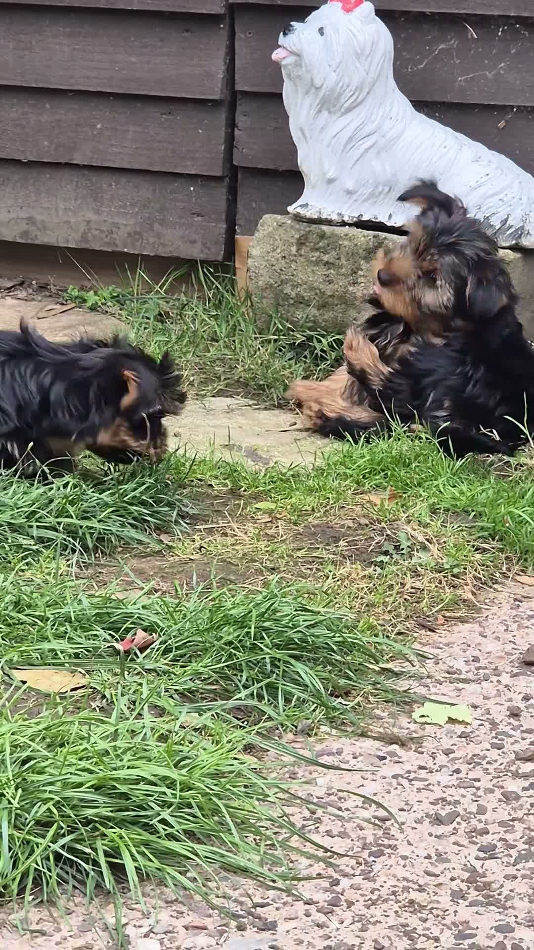 Yorkshire Terrier dogs for sale: 🐾 Beautiful Yorkshire Terrier Girls - Video 1