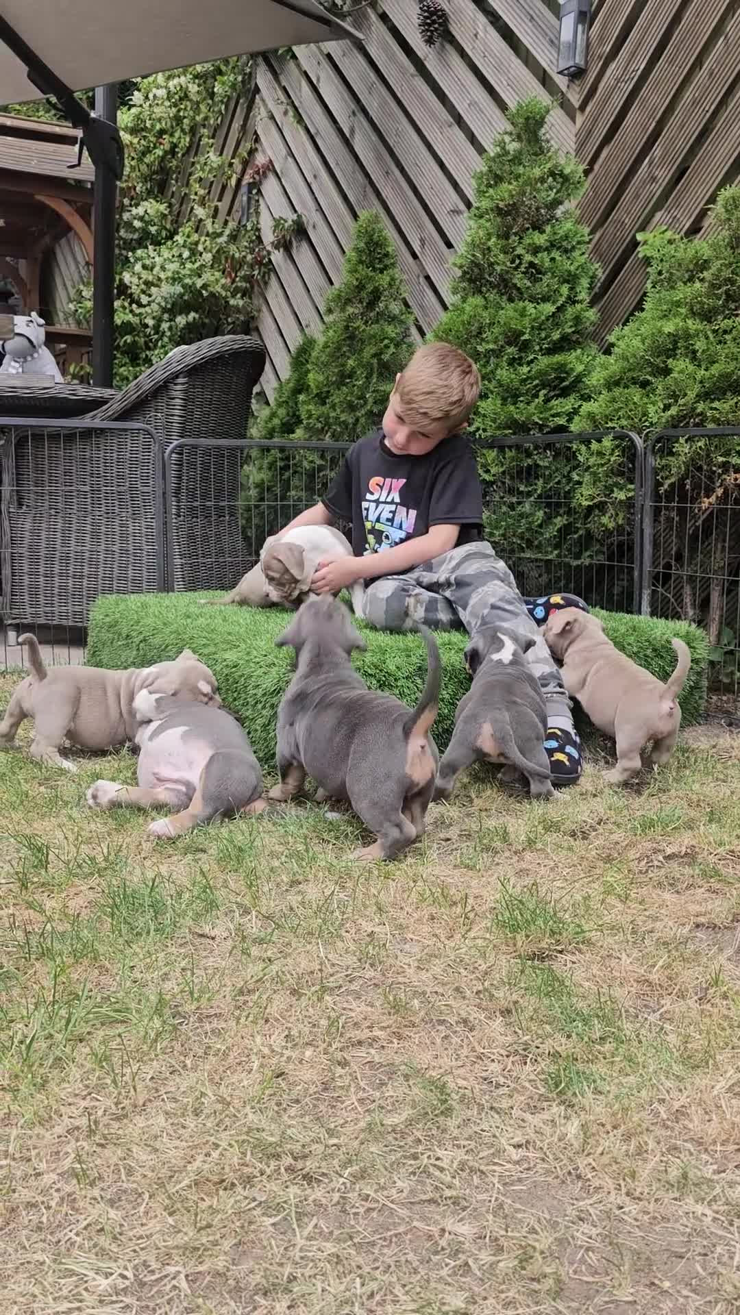 American Bully dogs for sale: Cowboyline pocket bullies (11 weeks old) - Video 3