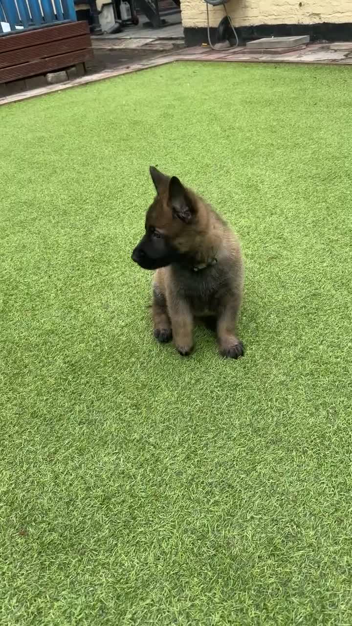 German Shepherd dogs for sale: 4 rare female German shepherd pups kc reg working  - Video 3