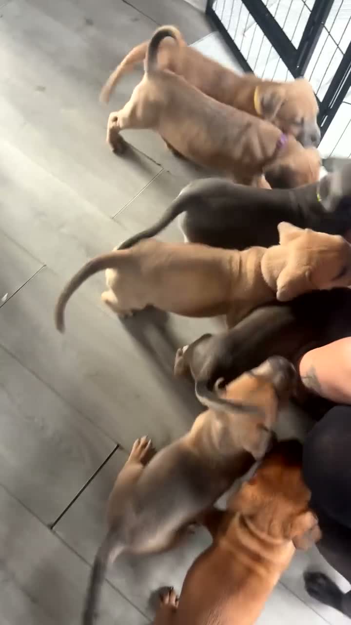 Mixed Breed dogs for sale: Cane corso X lab - Video 1