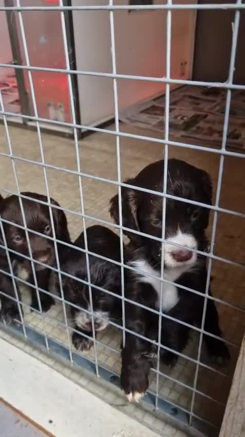 Sprocker dogs for sale: Beautiful sprocker puppies - Video 1