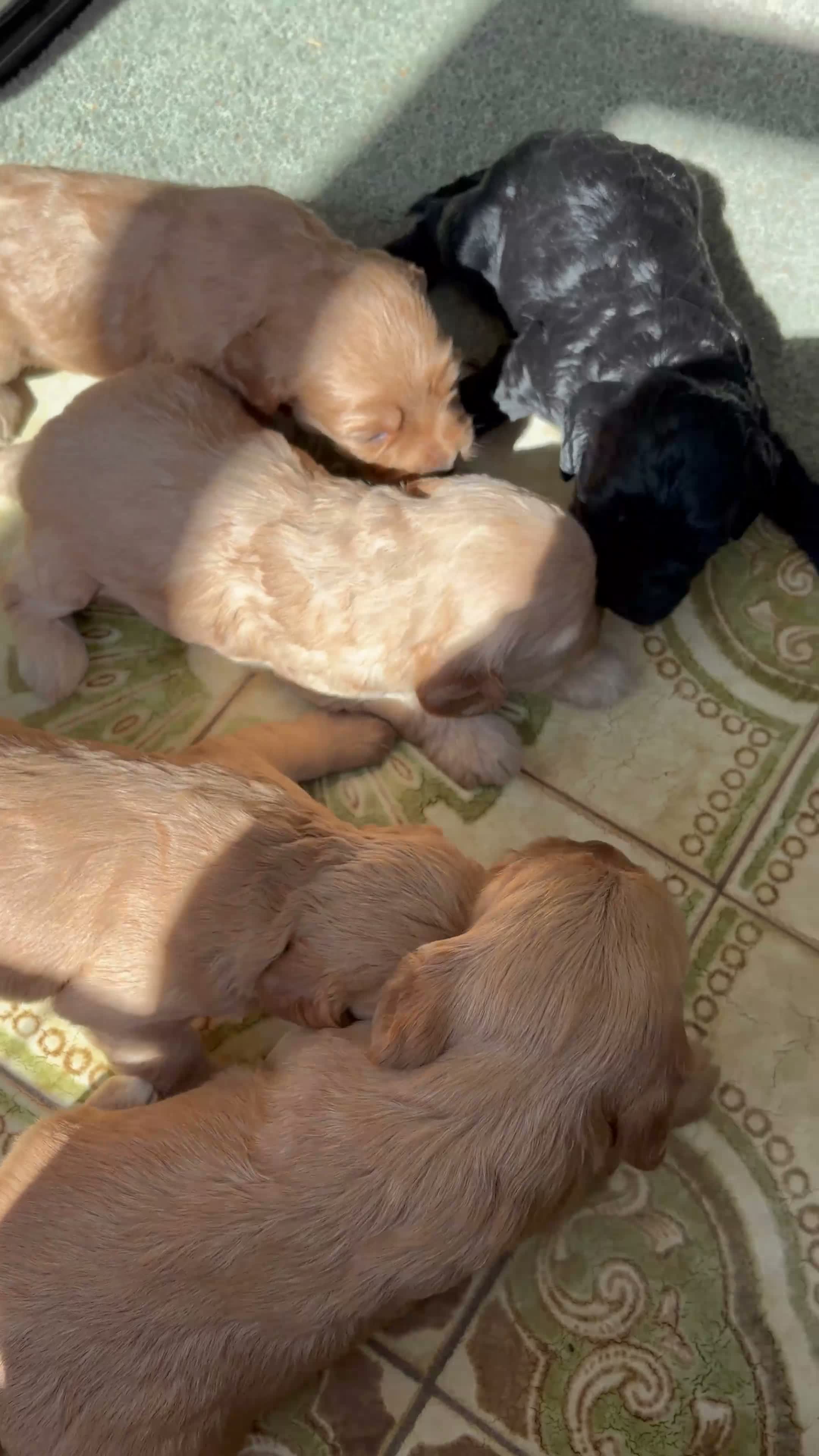 Cockapoo dogs for sale: Cutest Cockapoo Puppies! 3 Boys, 2 Girls  - Video 3