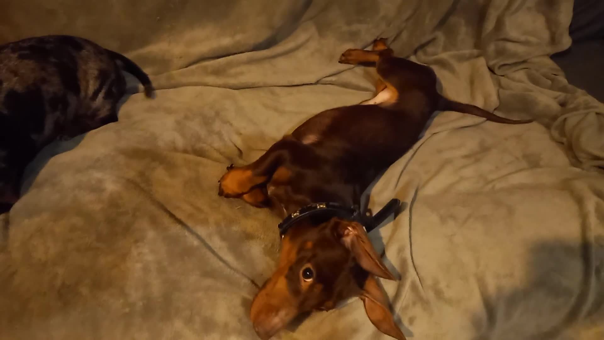 Miniature Dachshund dogs for sale: Young Buddy boy looking for a new home . - Video 2