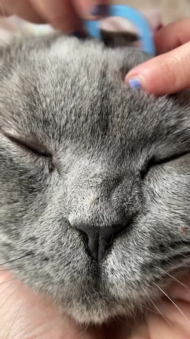 British Shorthair cats for stud: ❤️XXL GCCF active BSH handsome stud Prince❤️ in Manchester - Video 2