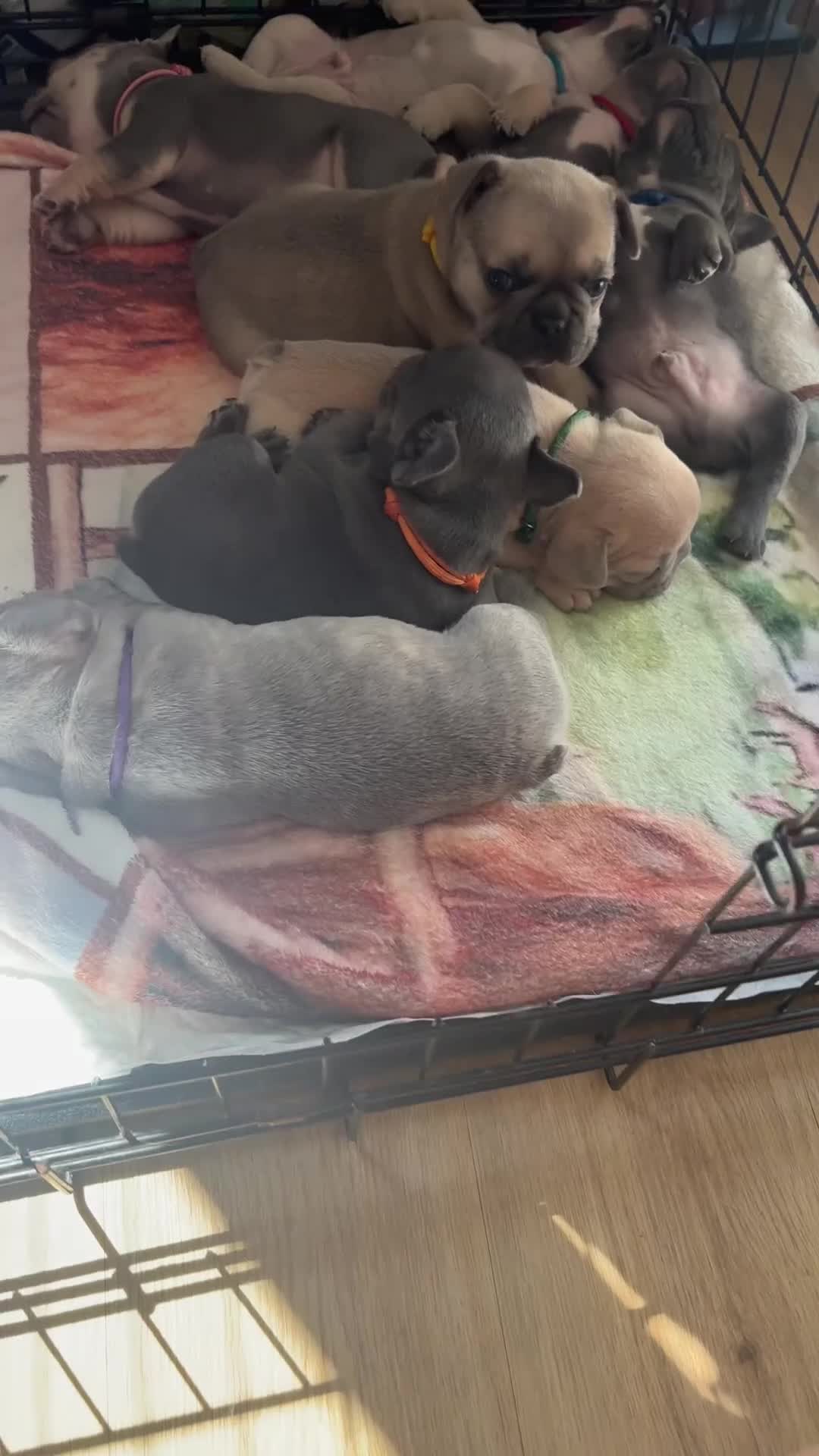 French Bulldog dogs for sale: open to offers for the right home for our babies - Video 4
