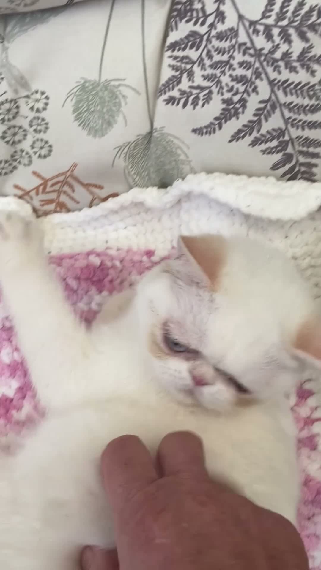 Exotic cats for sale: Colour Point Exotic Kittens GCCF Registered  - Video 3