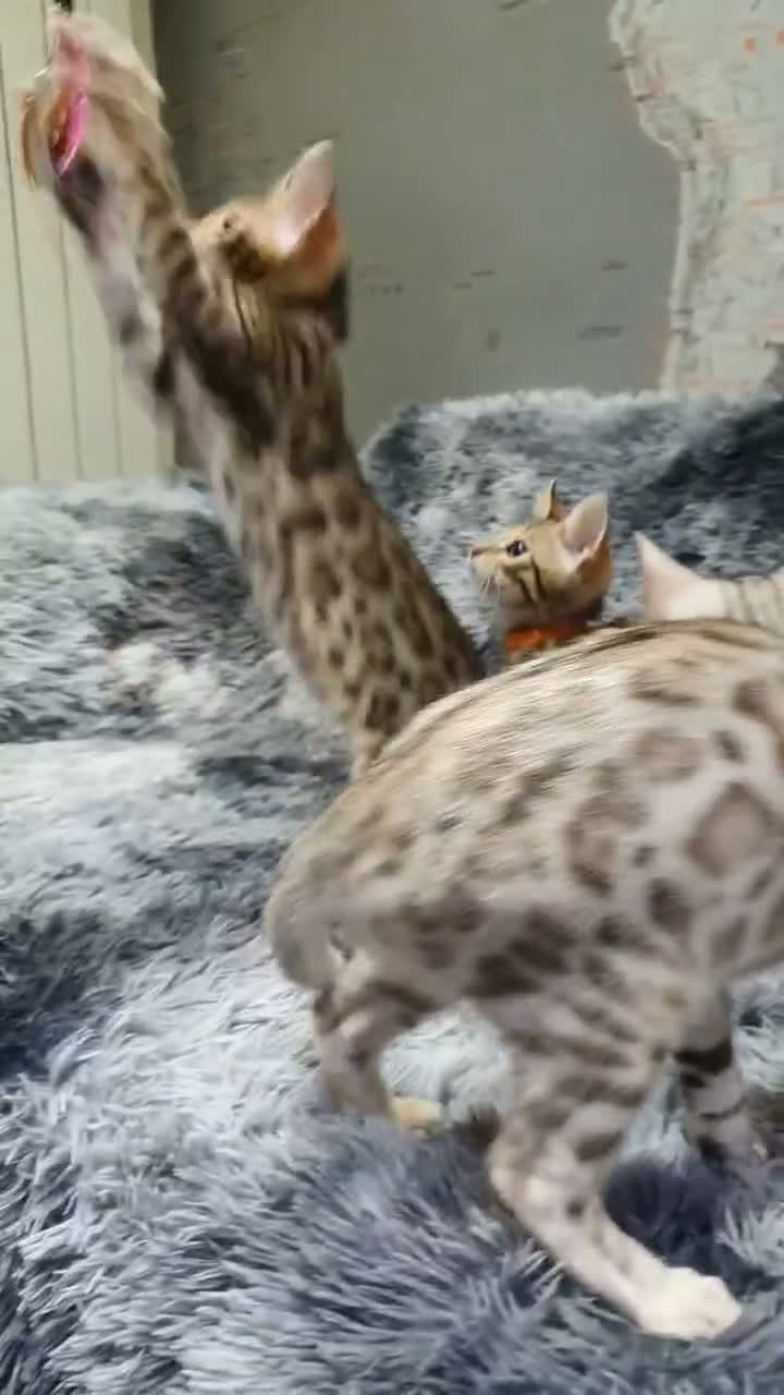 Bengal cats for sale: 🐆🐆Beautiful Pedigree Bengal Kittens🐆🐆  - Video 3