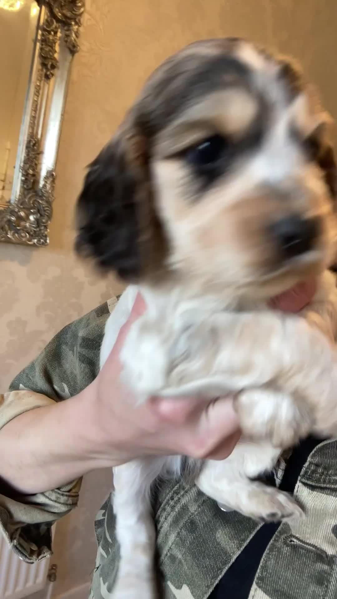 Cockapoo dogs for sale: 8 cockapoo puppys - Video 2