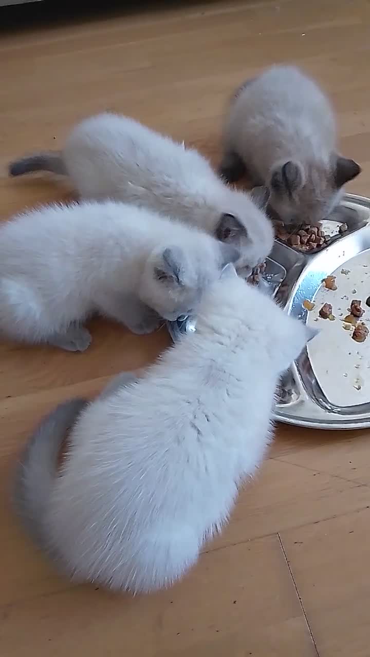 Ragdoll cats for sale: Ragdoll kittens - Video 1