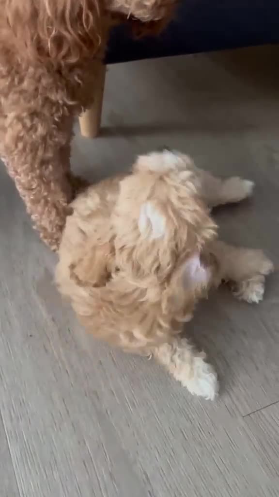 Cavapoochon dogs for sale: Stunning F1 Cavapoochon Puppies Healthy and Ready  in London - Video 1