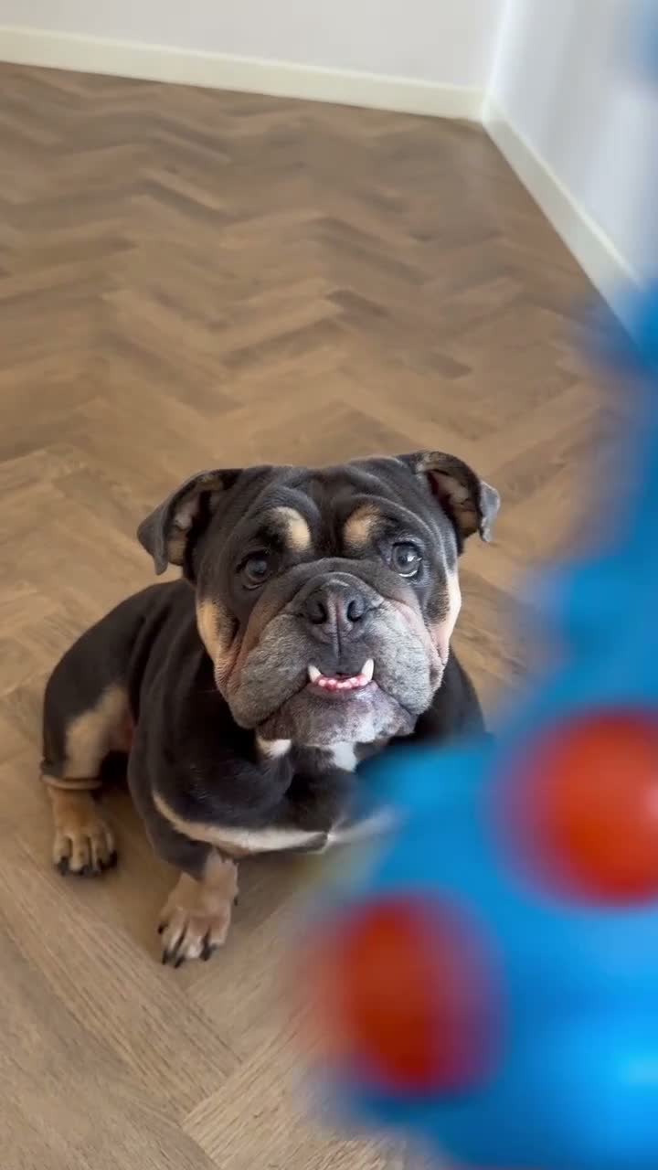 English Bulldog dogs for sale: English bulldog puppies ready to leave in 4 weeks  - Video 5