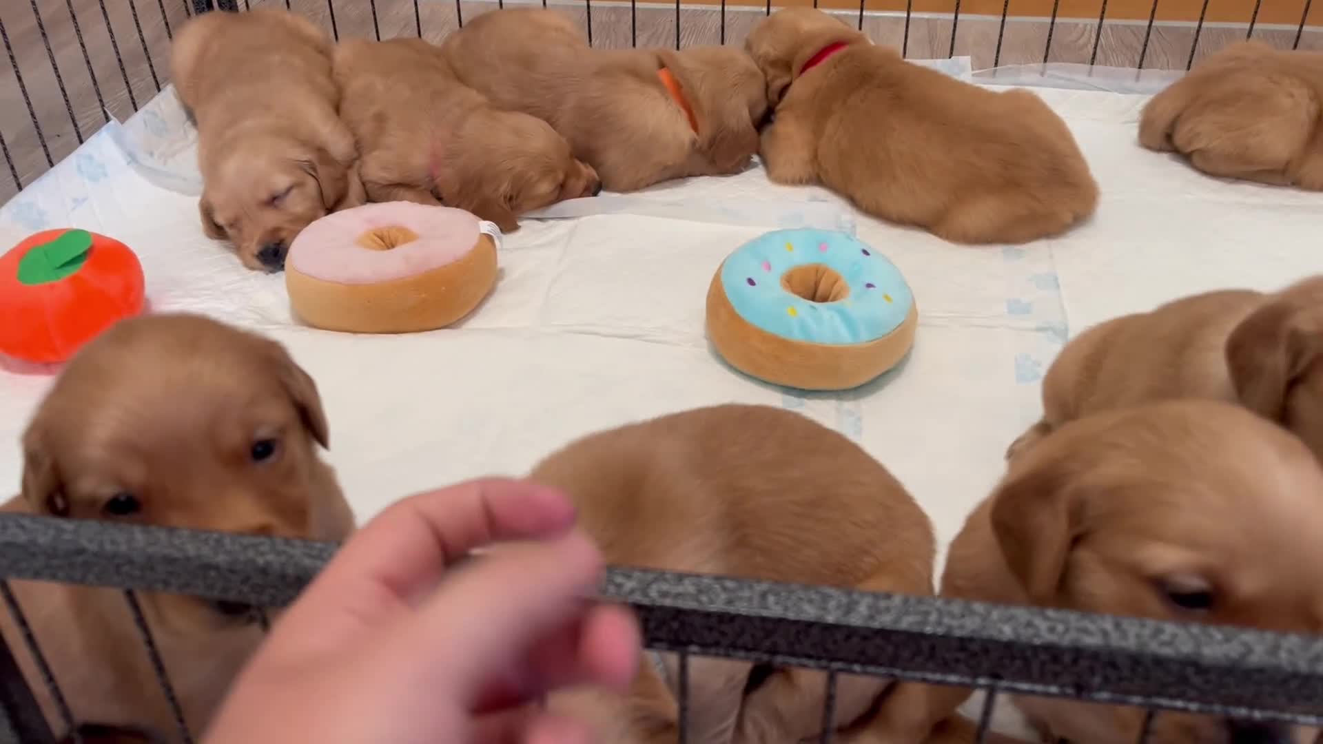 Golden Retriever dogs for sale: KC Fox Red Golden Retriever Puppies  - Video 2