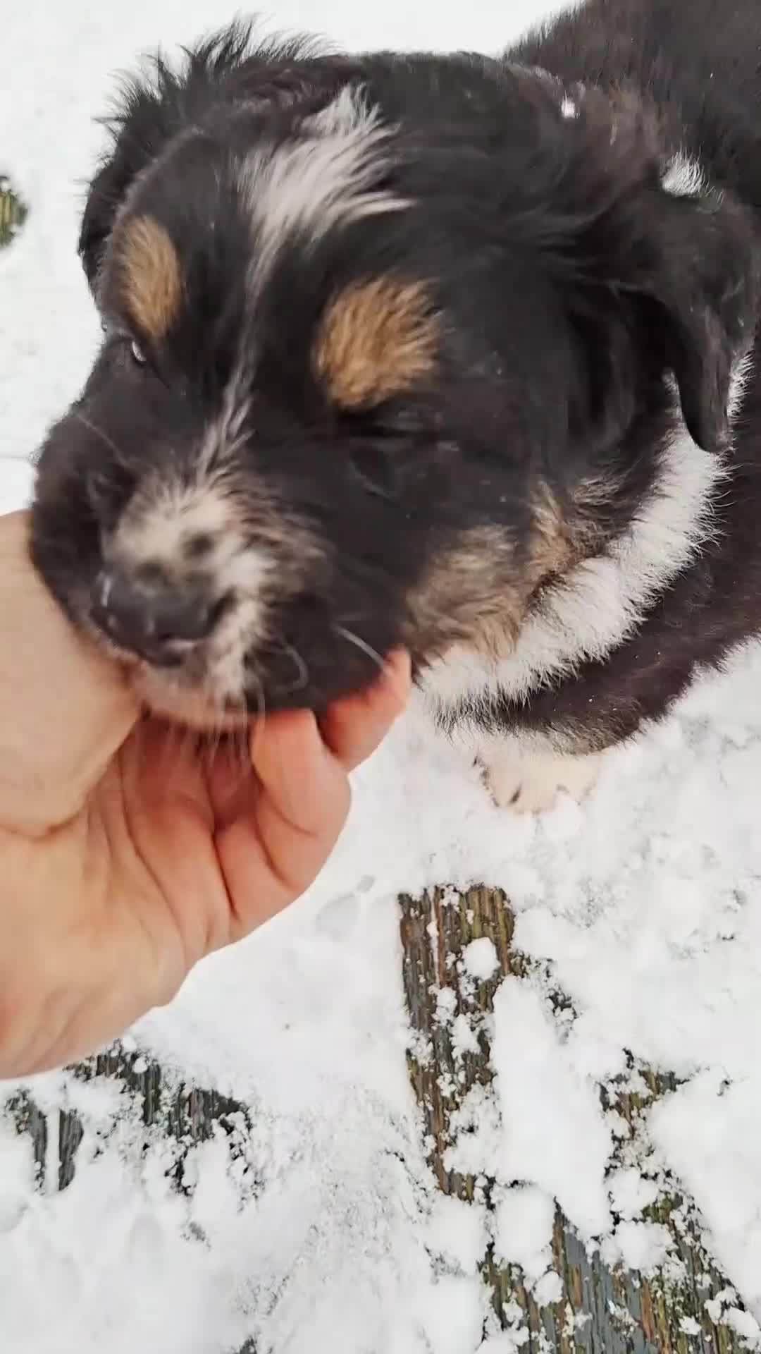 Australian Shepherd dogs for sale: Beautiful Australian Shepherd puppy for sale  - Video 2