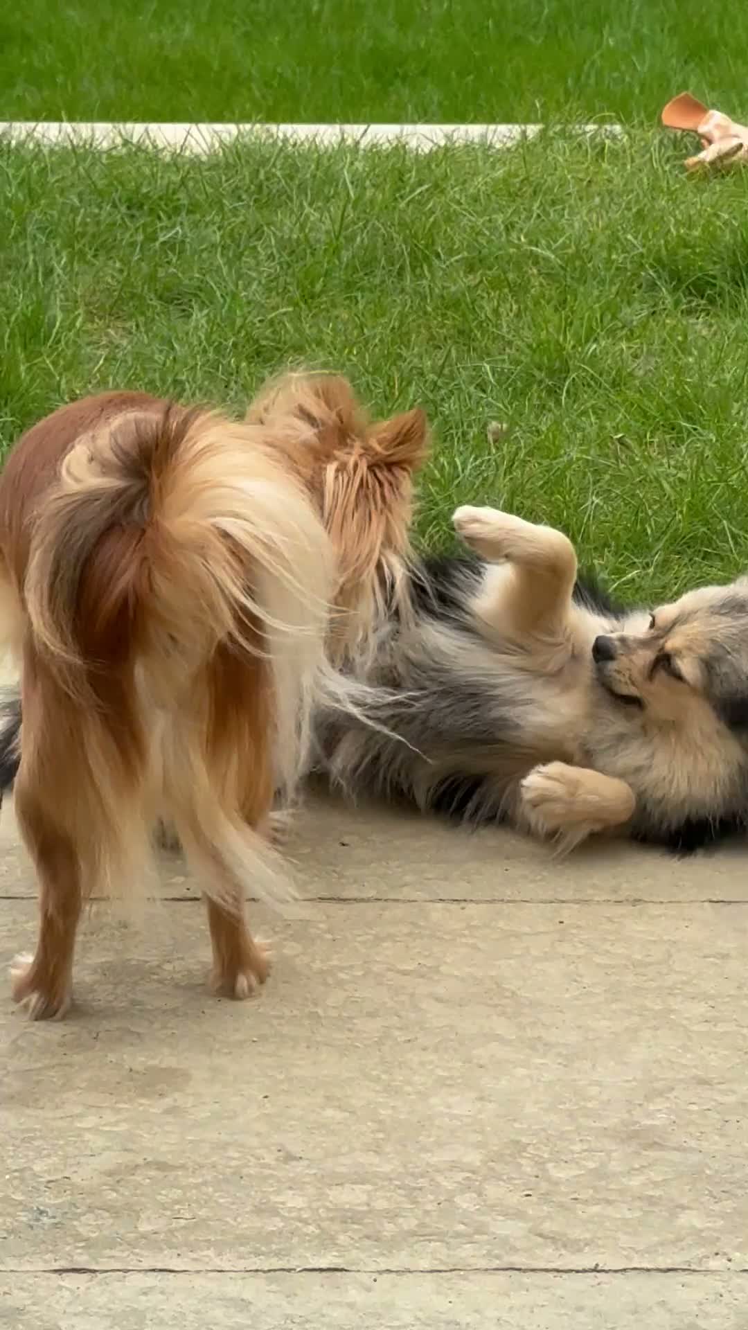 Pomchi dogs for stud: Pomchi for stud  in Bideford - Video 1
