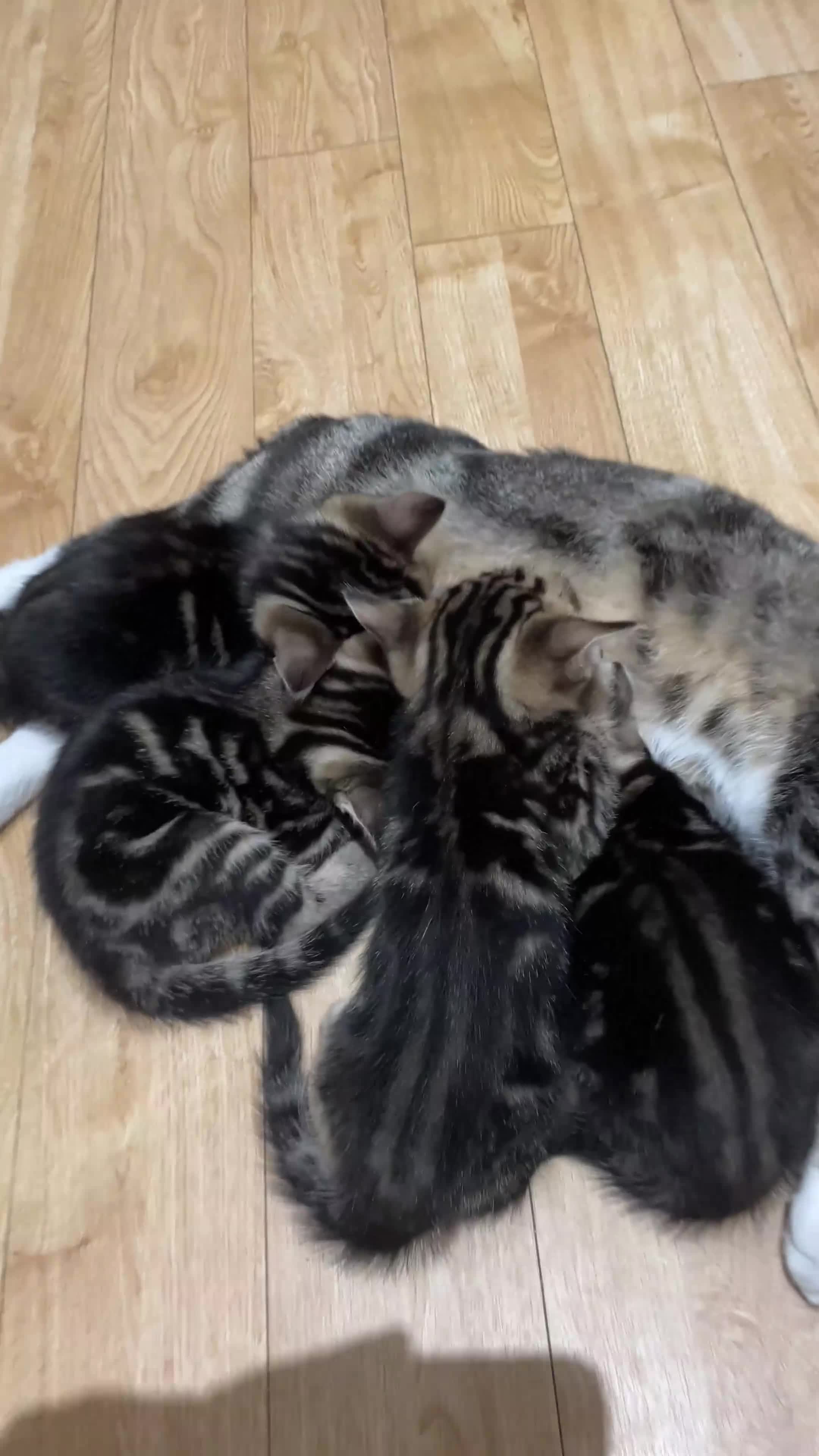 British Shorthair cats for sale: 4 Tigre striped Shorthair in Orpington - Video 1