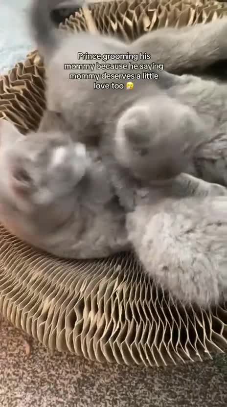 British Shorthair cats for sale: Cute British short hair kittens for sale  - Video 1