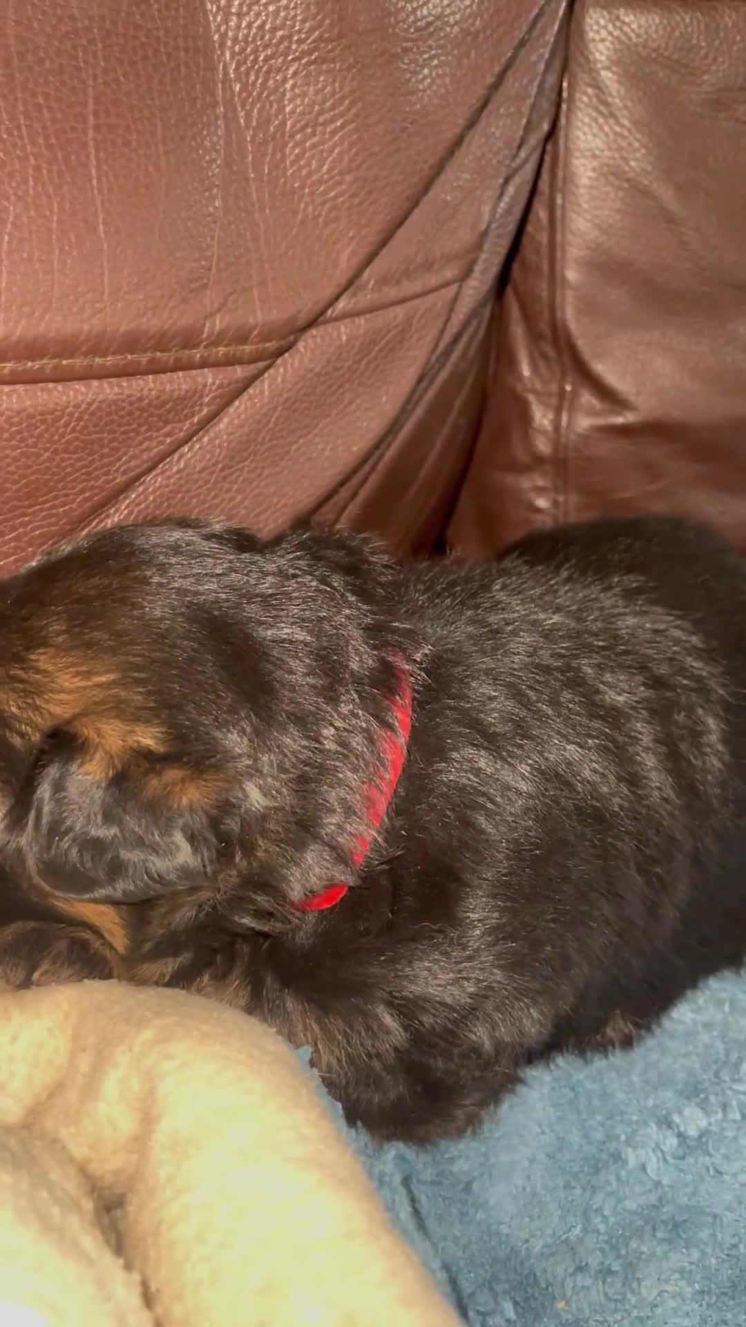 German Shepherd dogs for sale: German shepherd puppies kc registered - Video 5