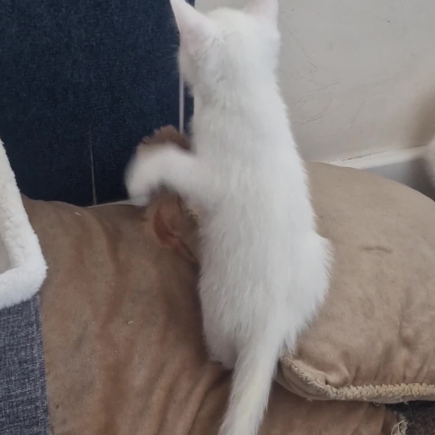 Mixed Breed cats for sale: Lovely kittens from a white odd-eyed mother. - Video 1