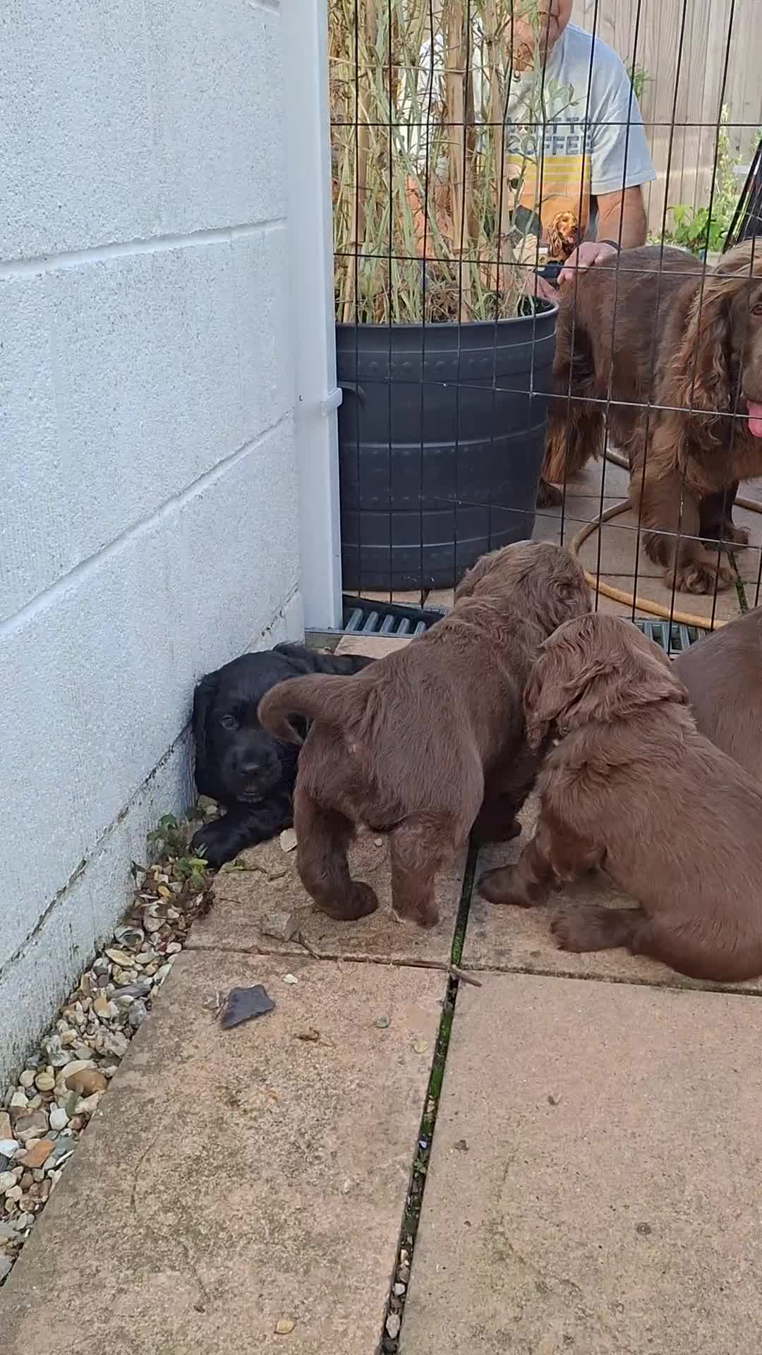 Mixed Breed dogs for sale:  Rare Little Glossy Chunks of Spaniel - Video 3