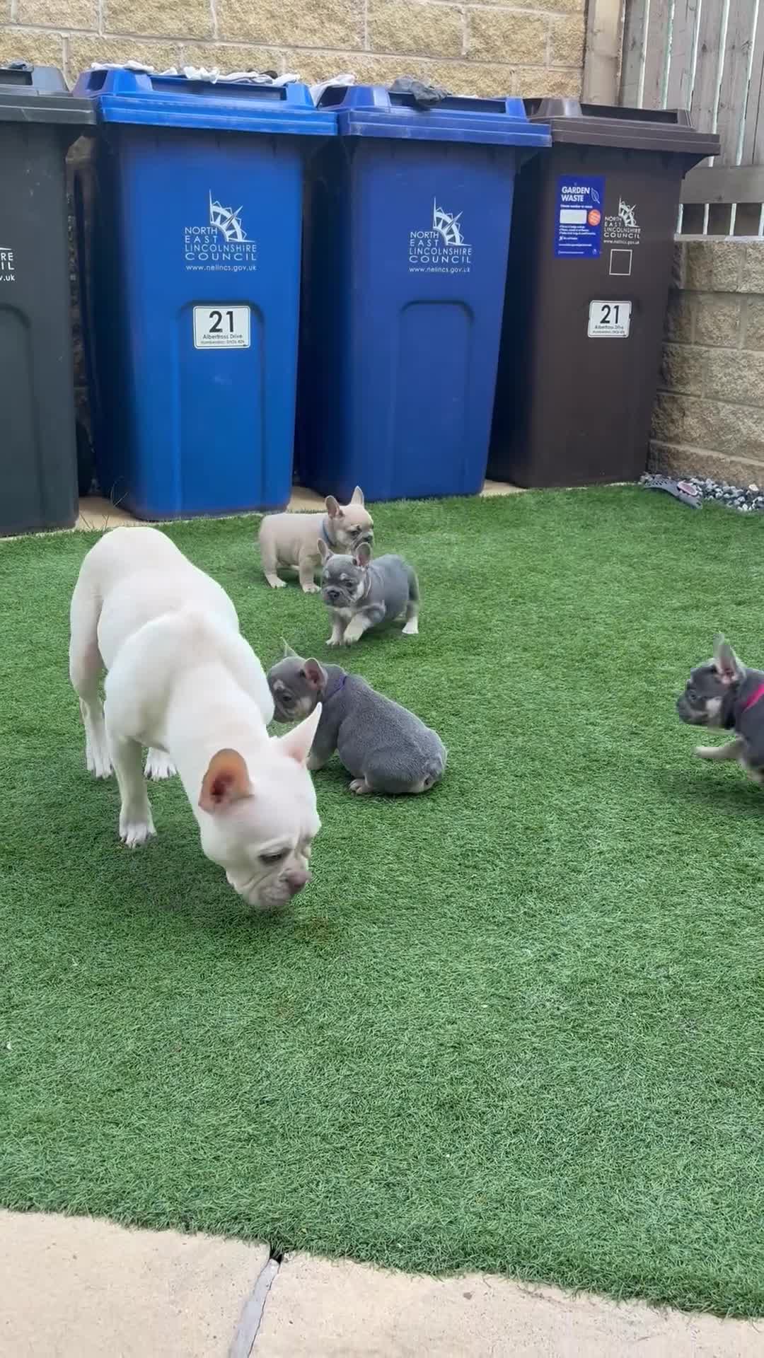 French Bulldog dogs for sale: Last 2 stunning French bulldog girls - Video 1