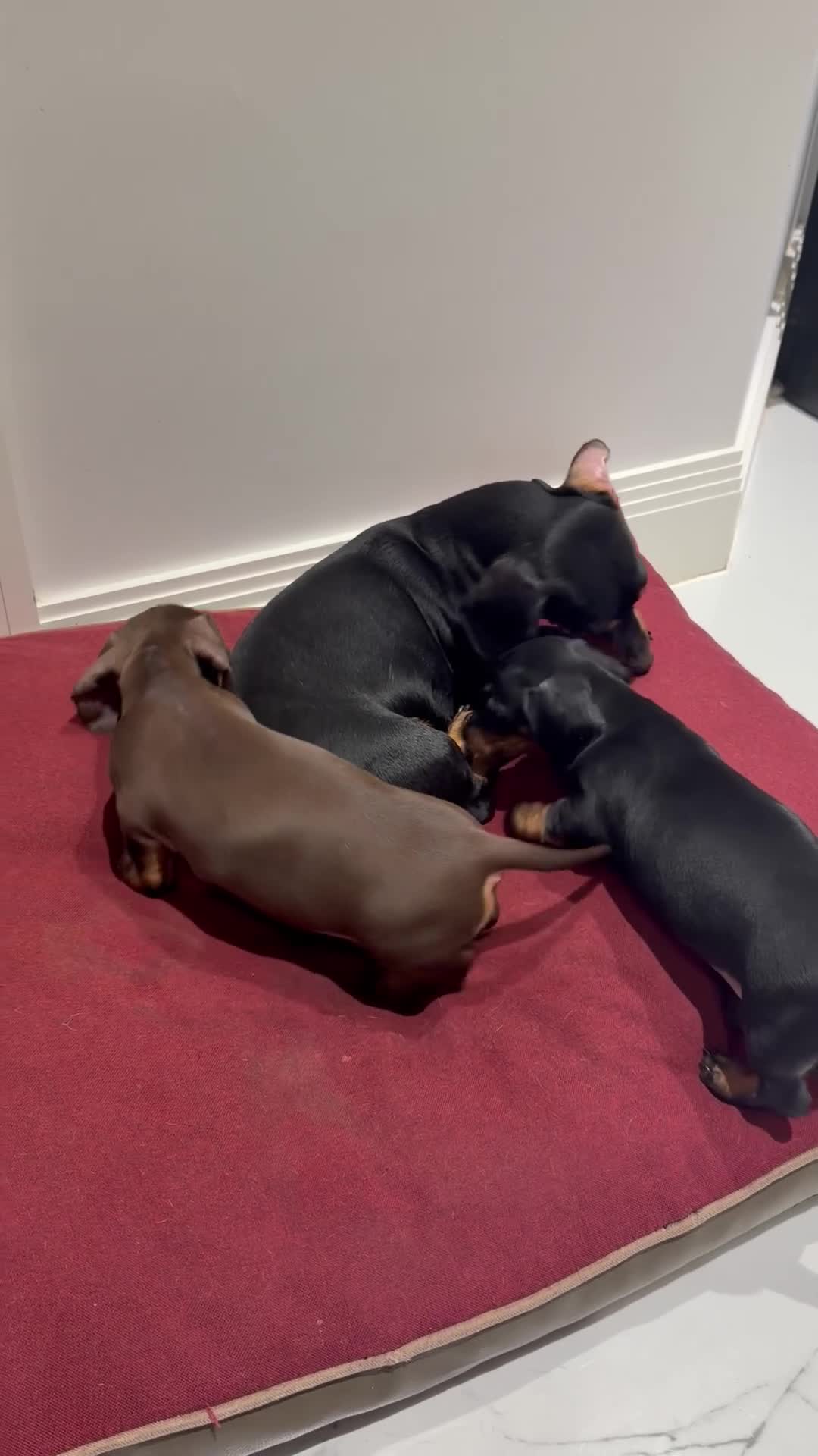 Miniature Dachshund dogs for sale: Miniature dachshund puppies - Video 1