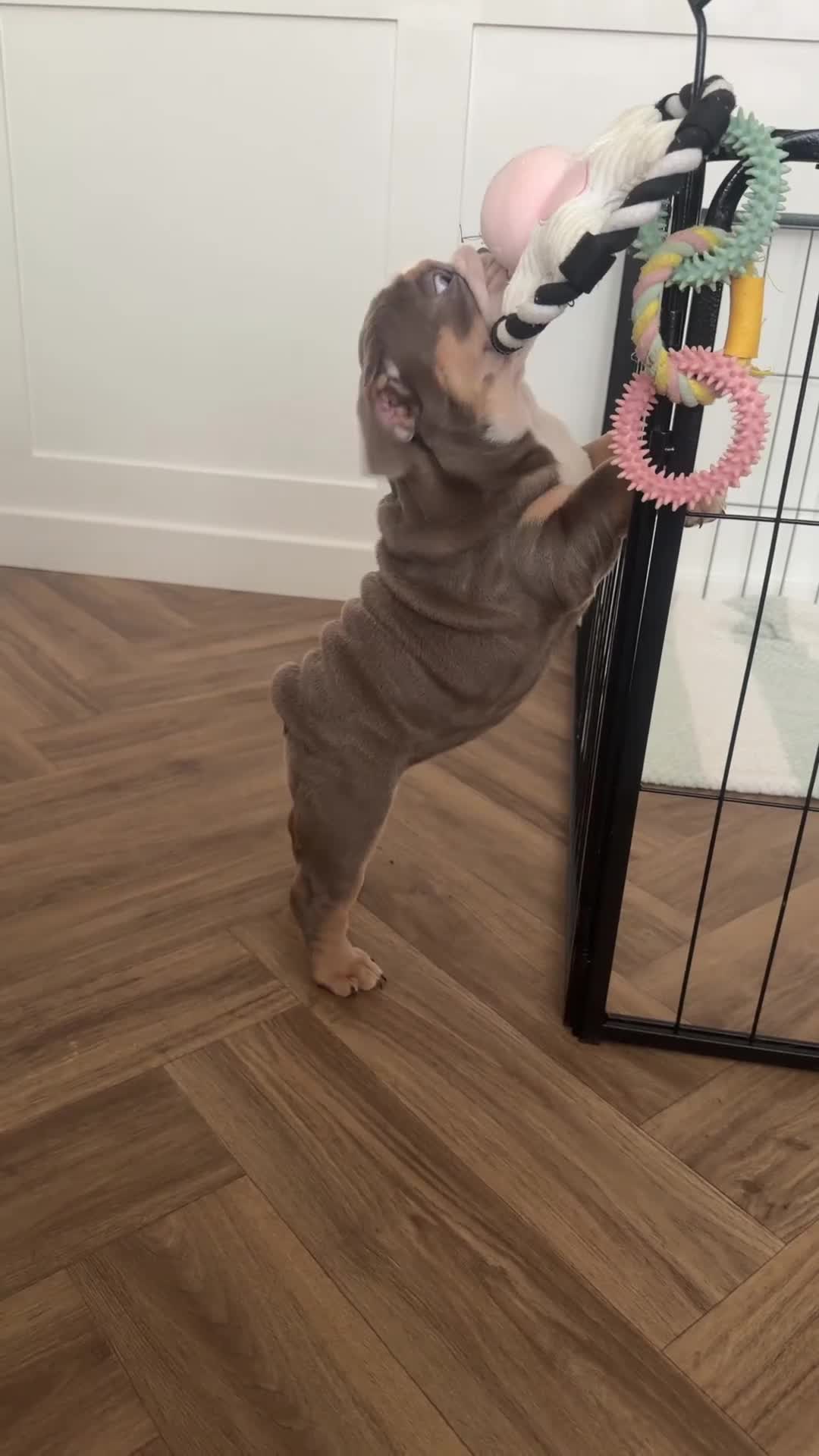 English Bulldog dogs for sale: 🐾 two females english Bulldog pups 🐾 - Video 1