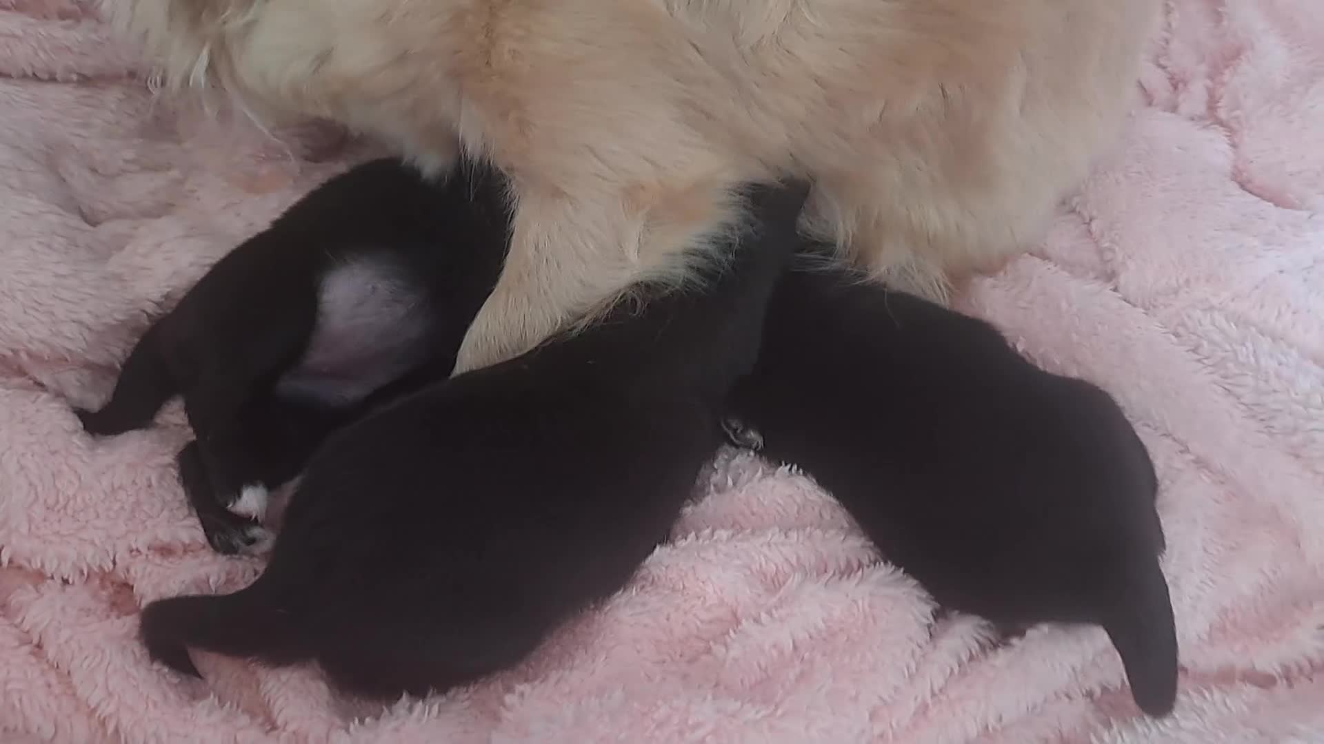 Chihuahua dogs for sale: Ready to leave Now long Coat Chihuahua male pup - Video 2