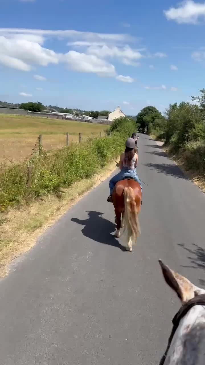 Welsh Section C horses for sale: Fleshy Chestnut Welsh pony  - Video 1