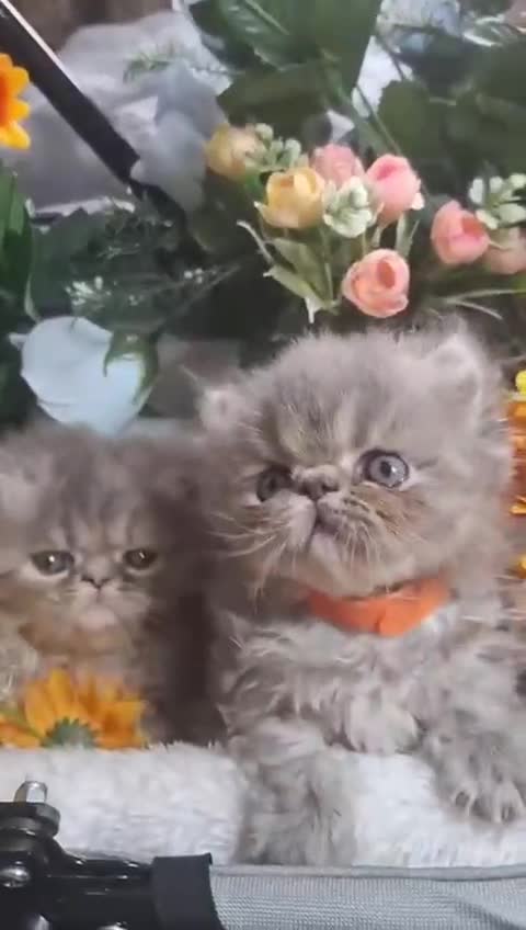 Persian cats for sale: Blue Persian kittens  - Video 2