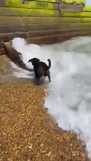 Cane Corso dogs for sale: Cane Corso Rex - Video 2