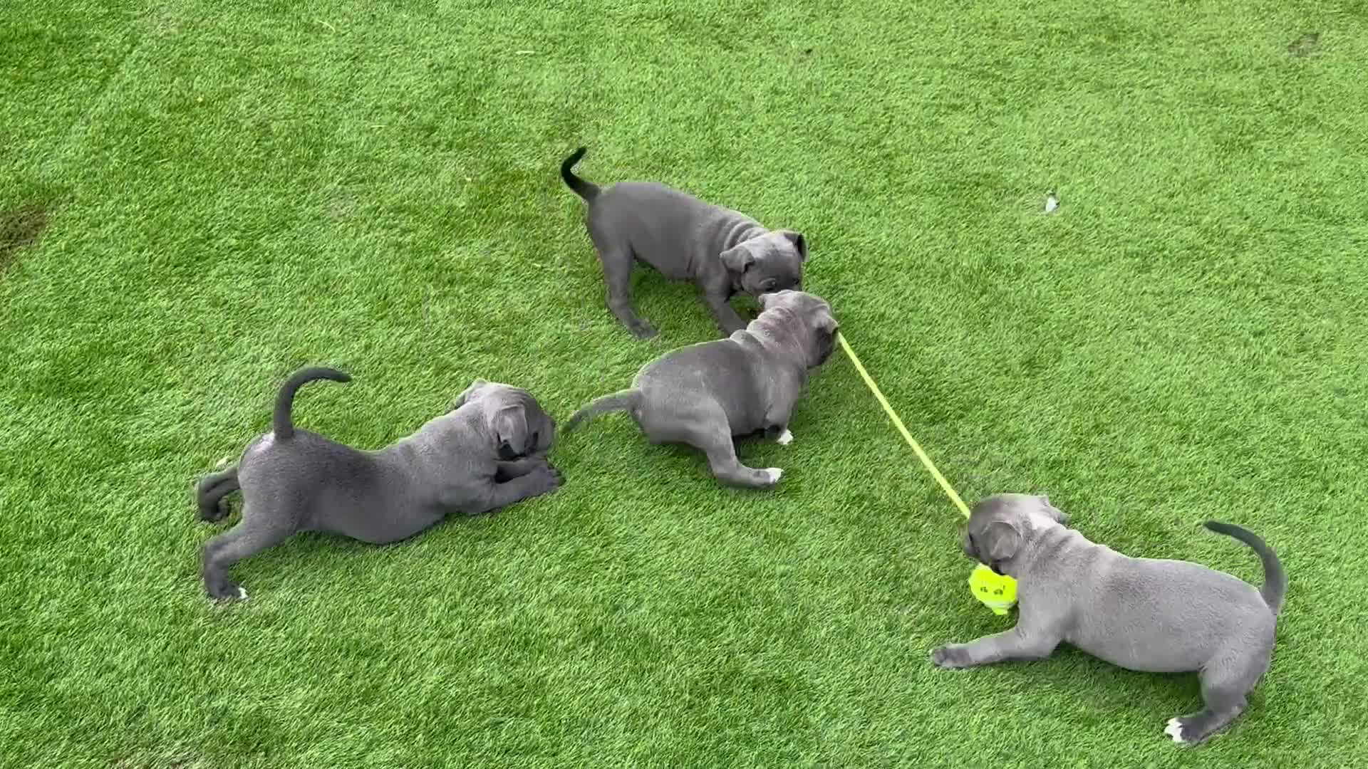 Staffordshire Bull Terrier dogs for sale: 1 BITCH LEFT !Blue BULLSCAFF Blood🩸line - Video 1