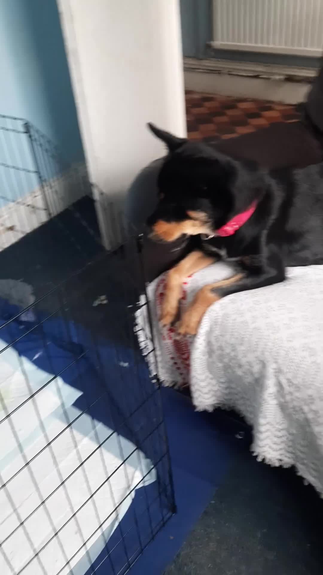 Mixed Breed dogs for sale: Mixed breed puppies in Pontypridd - Video 2