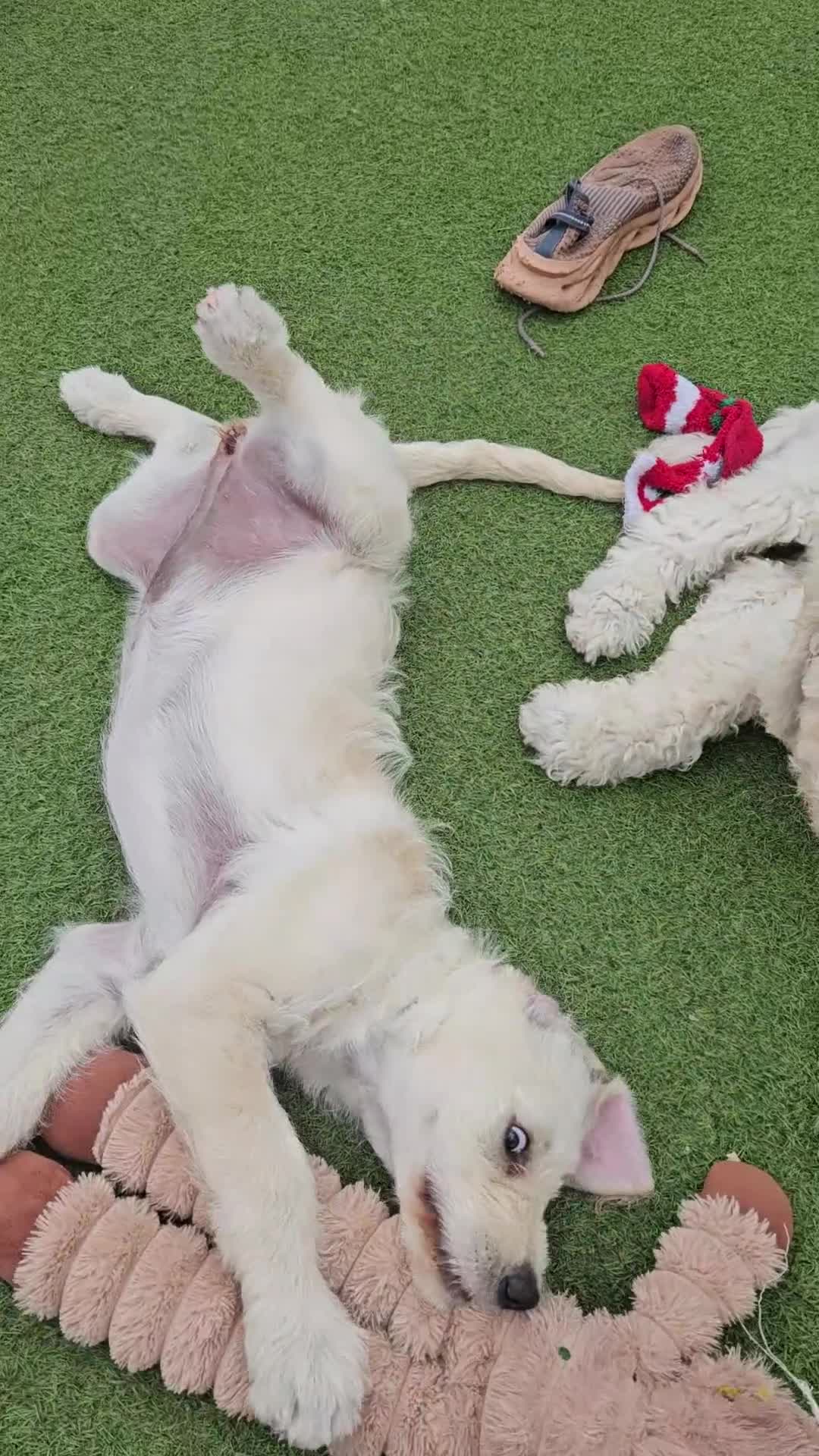 Double Doodle dogs for sale: Double Doodle Puppies (Hypoallergenic) - Video 1