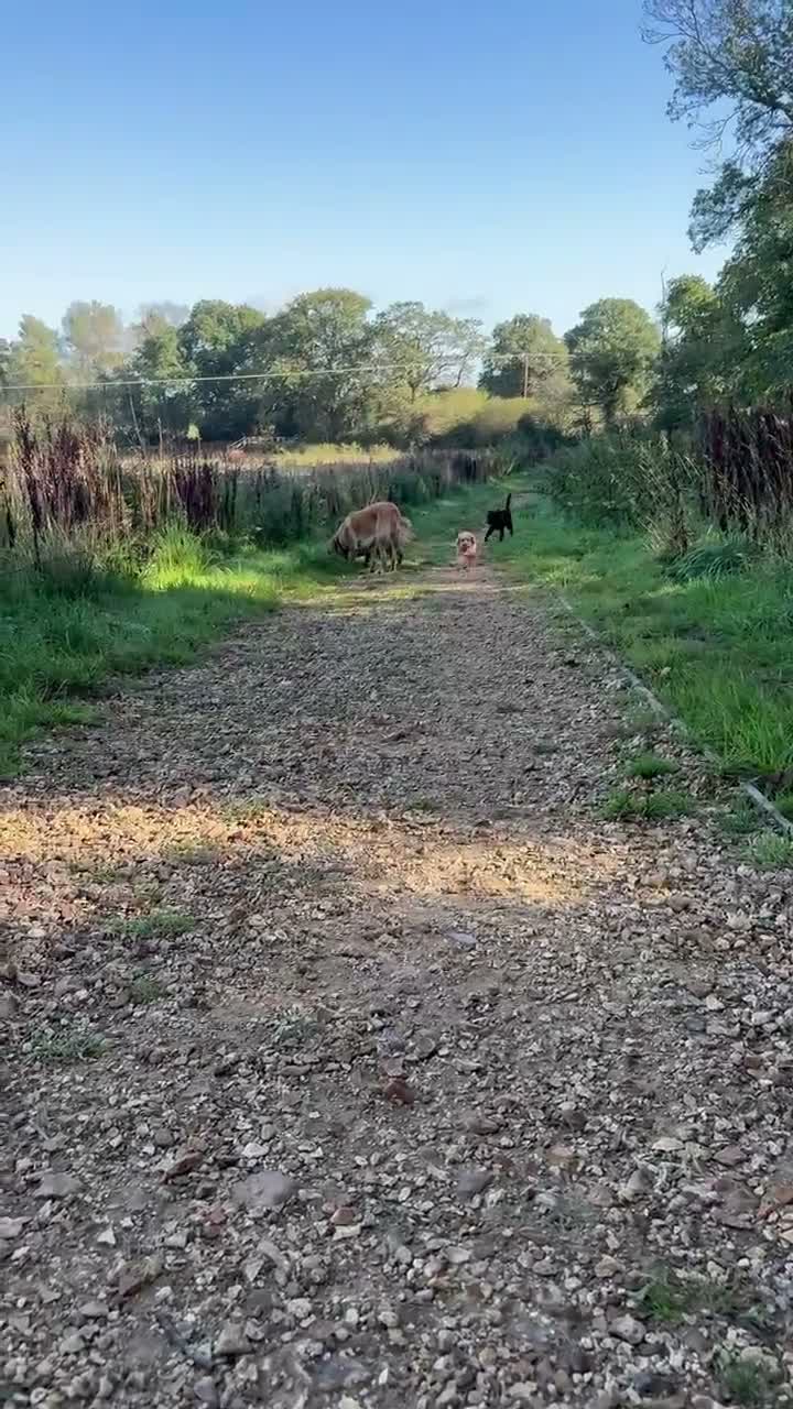 Sheprador dogs for sale: Skye 7 month sheprador - Video 1
