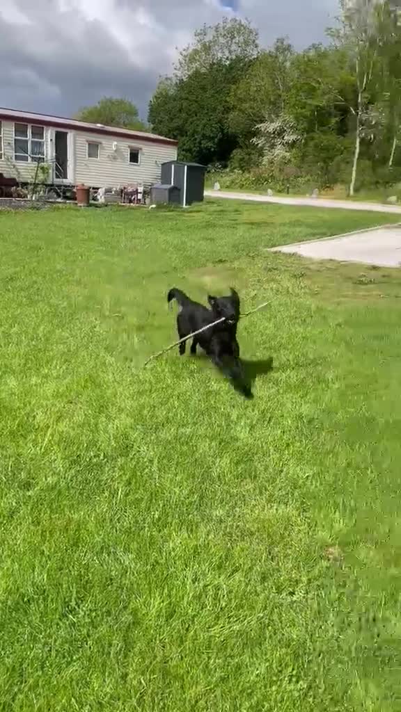 Labrador Retriever dogs for sale: Our Beautiful girl, Cleo - Video 1