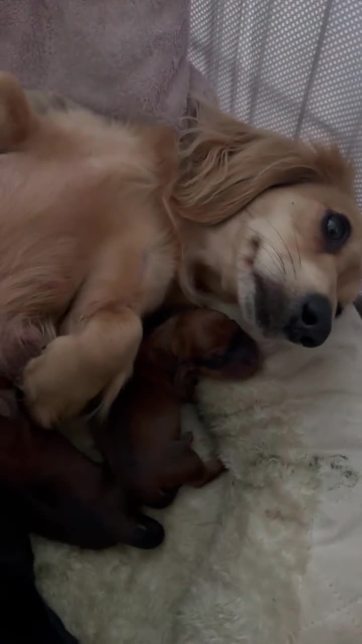 Miniature Dachshund dogs for sale: Beautiful litter of 5 - Video 1