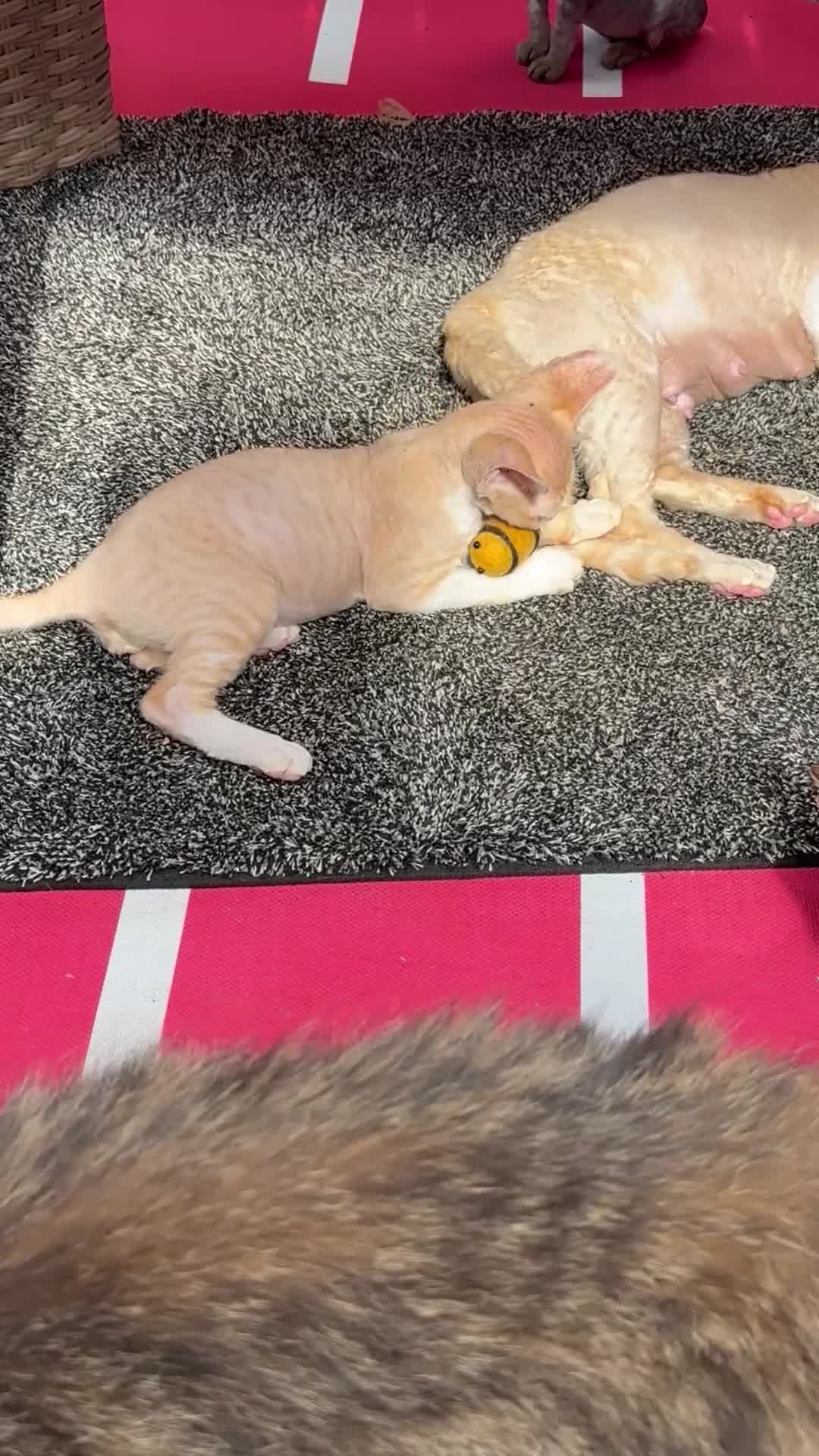 Devon Rex cats for sale: Stunning male Devon Pet or GCCF active considered - Video 2
