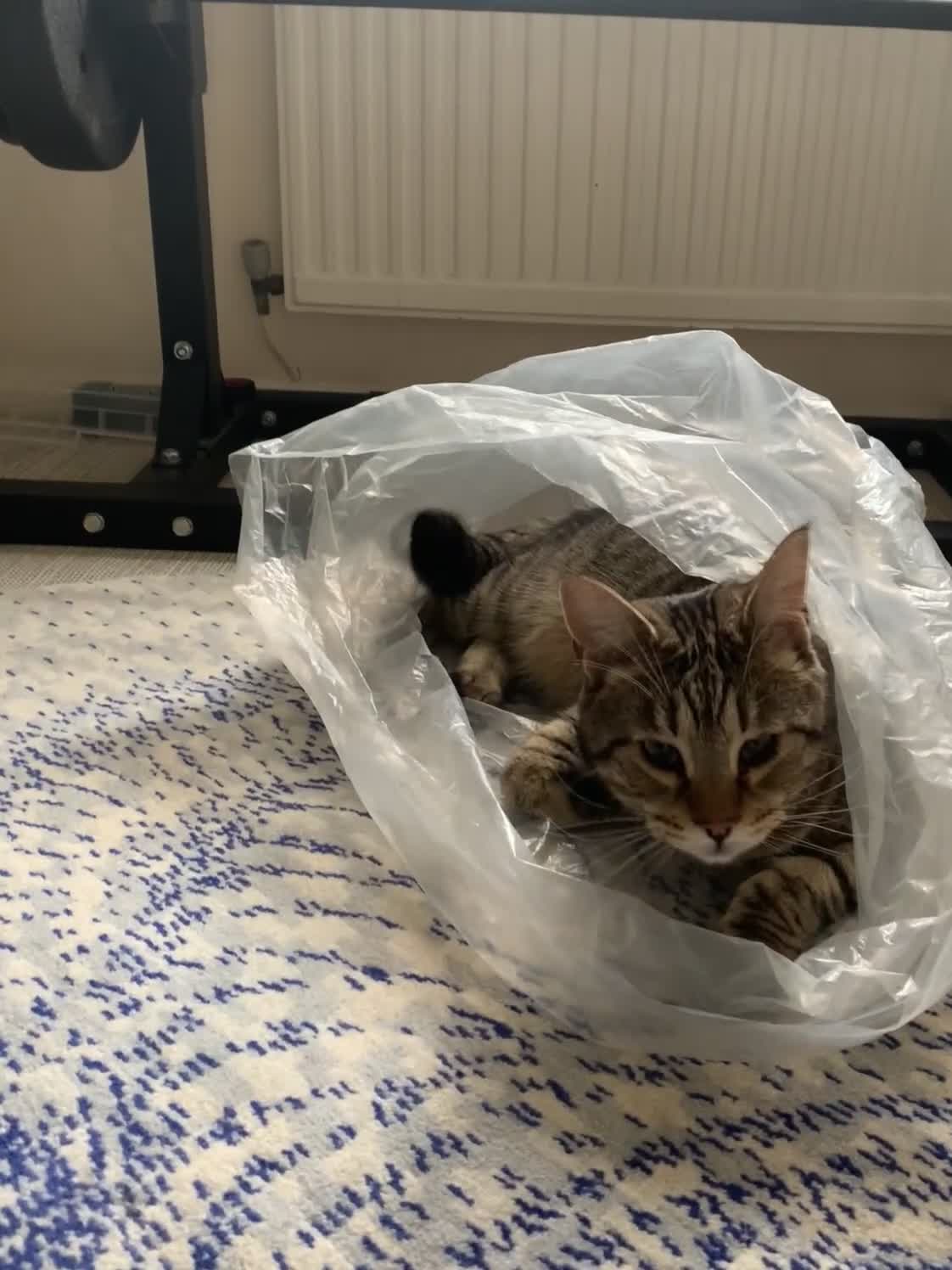 Mixed Breed cats for sale: OBI -Maine Coon/Oriental male cat - Video 1