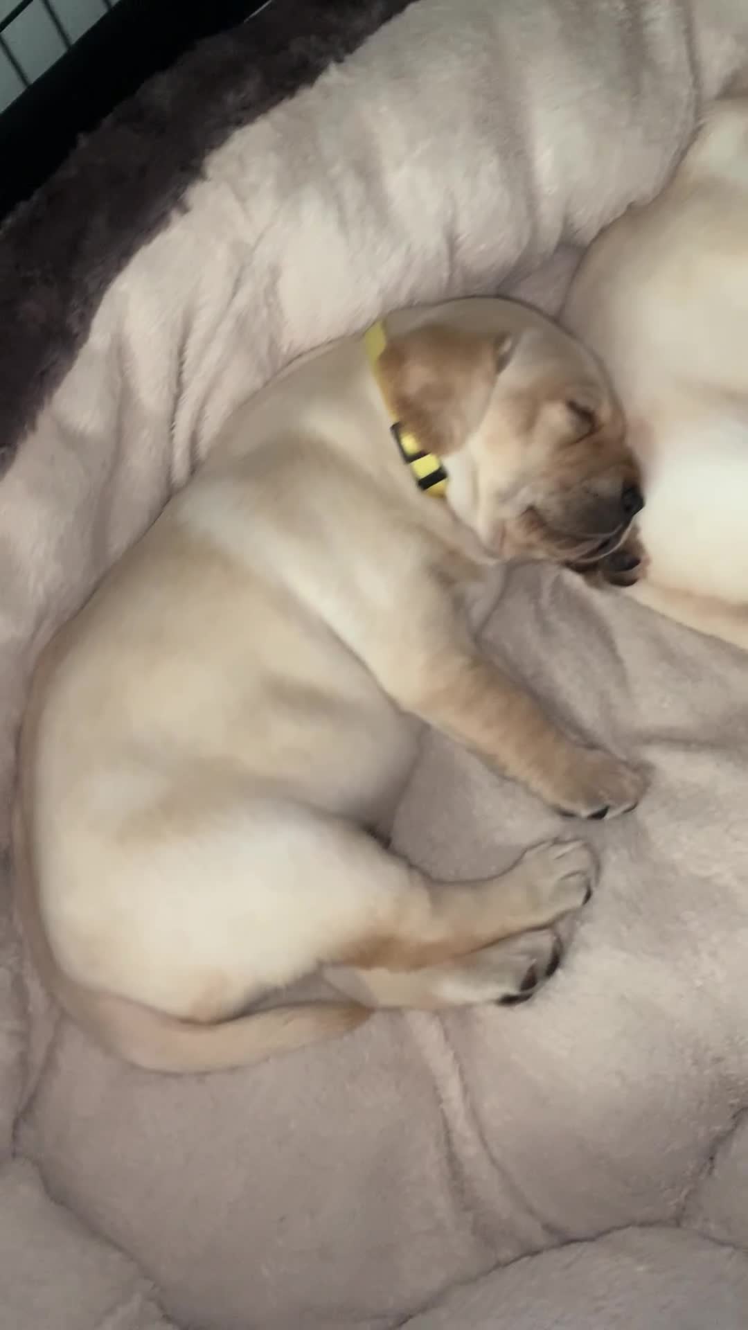 Labrador Retriever dogs for sale: Labrador puppies for sale in Scunthorpe - Video 1
