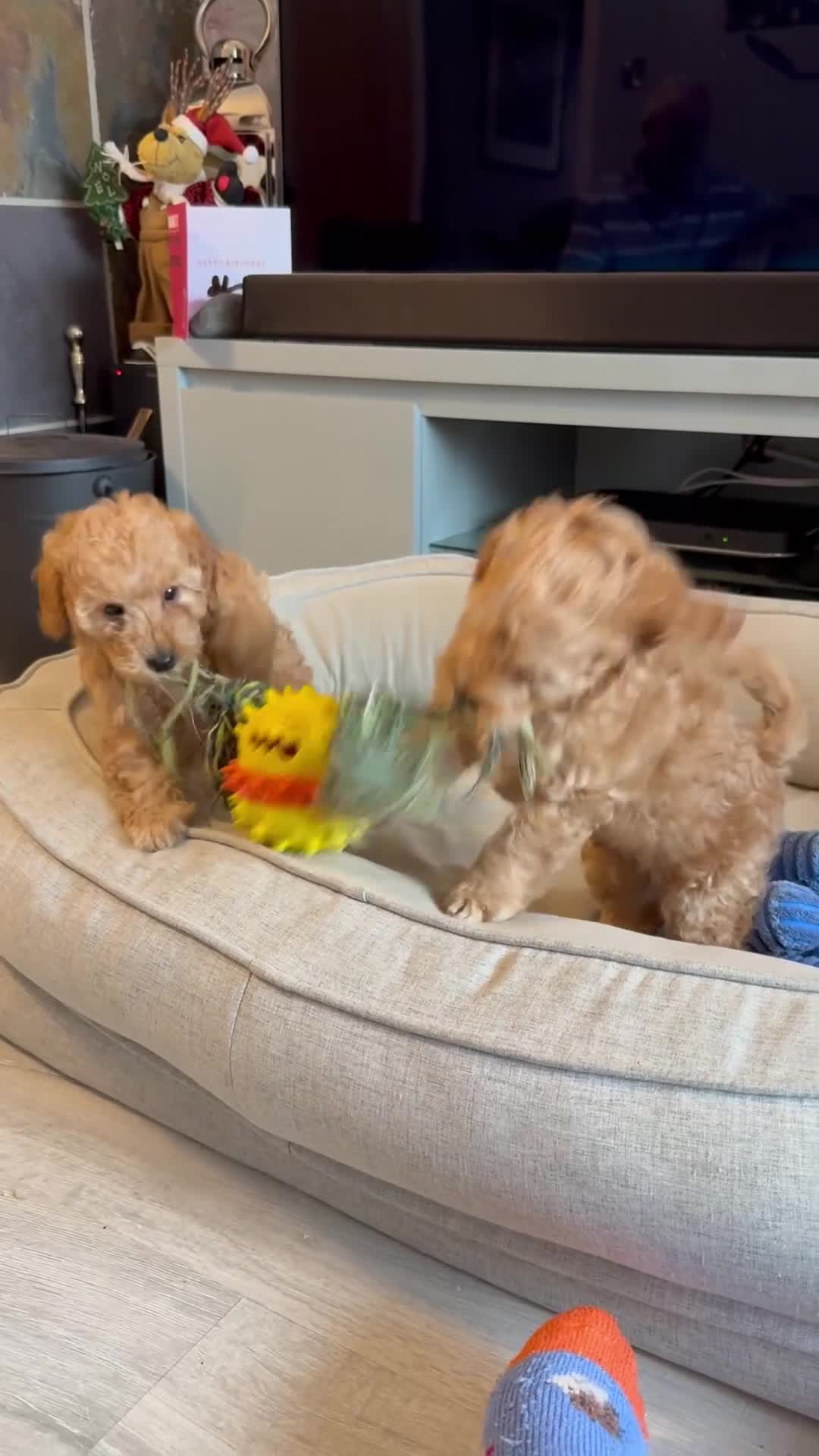 Cockapoo dogs for sale: F2Bb Cockapoo puppies  - Video 2