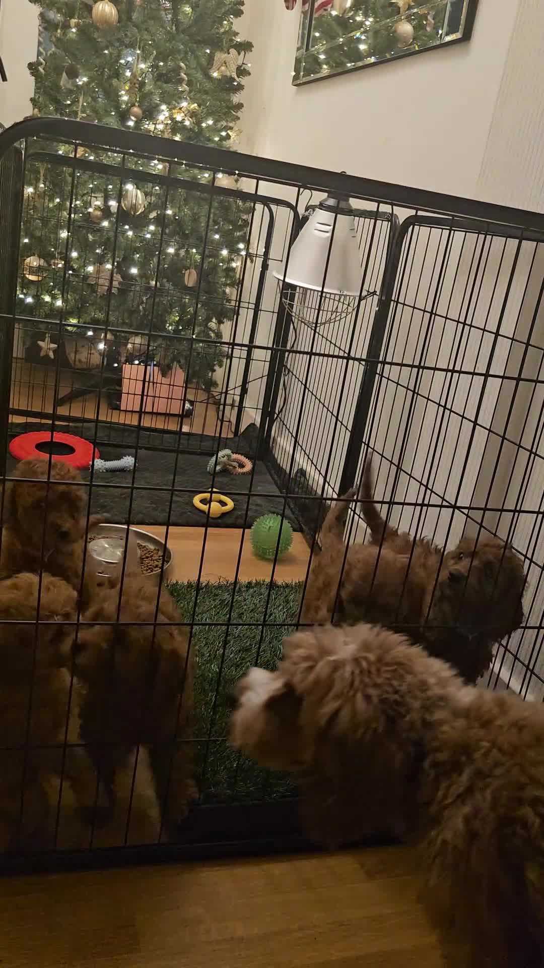 Cavapoo dogs for sale: Beautiful F2 Cavapoo Puppies - Video 1