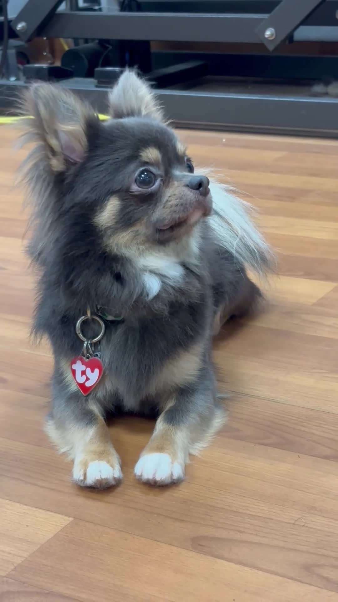 Chihuahua dogs for stud: STUD - Chihuahua Long hair in Paisley - Video 1